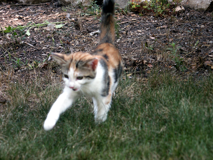 Caramel 08-04 028.jpg - DCF 1.0